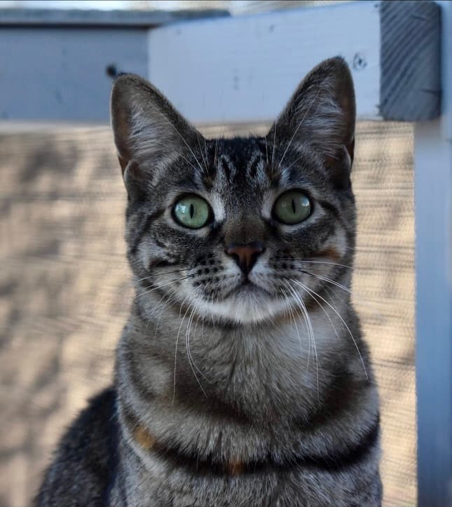 Cute kitten