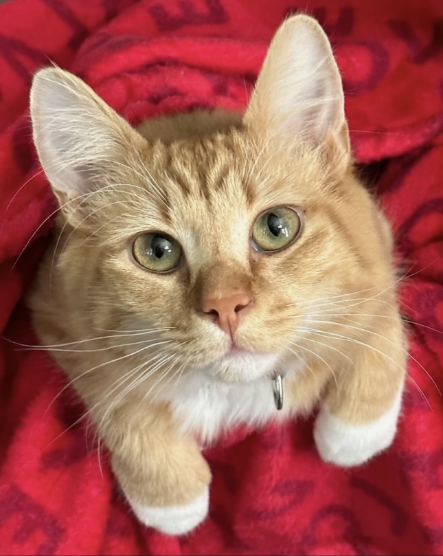Happy cat with owner